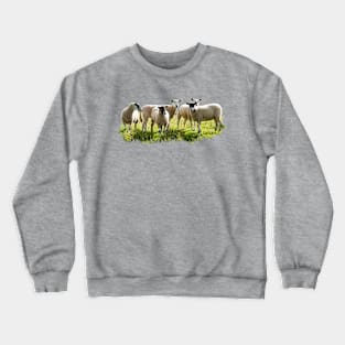 Flock of Sheep Crewneck Sweatshirt